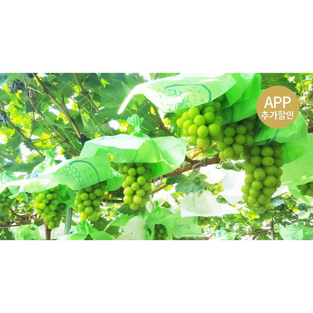 #앱특가29,900원# 경북 김천 샤인머스켓 망고포도 2kg (3~5송이)