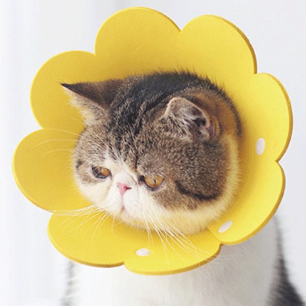 가벼운 고양이 넥카라 강아지 중성화수술 꽃모양 - 인터파크